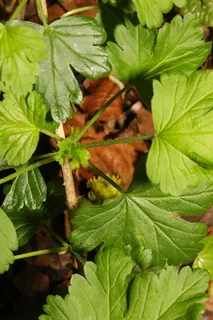 Red Jacket gooseberry (Ribes uva-crispa 'Red Jacket') — fall color