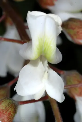 Black Locust - 'Purple Robe'