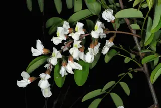 Black Locust - 'Purple Robe' (Robinia pseudoacacia) — mature form