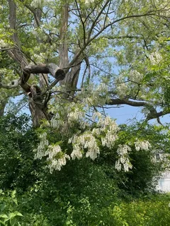 Black Locust - 'Purple Robe' (Robinia pseudoacacia) — bloom