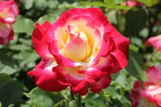 Double Delight rose (Rosa 'Andeli'), mature form