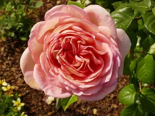 Abraham Darby rose