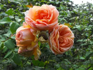 Abraham Darby rose (Rosa 'AUScot'), mature form