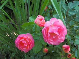 Sunrise Sunset rose (Rosa 'BAIset'), mature form