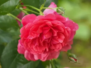 Elmshorn rose