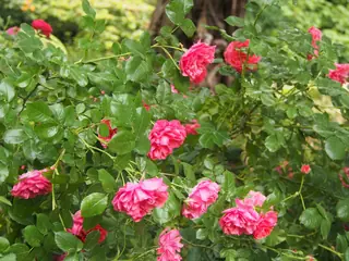Elmshorn rose (Rosa 'Elmshorn'), mature form