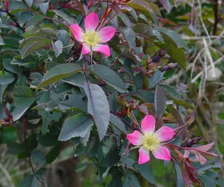 Redleaf rose