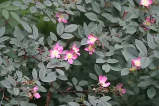 Redleaf rose (Rosa glauca) — mature form