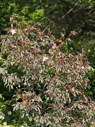 Redleaf rose (Rosa glauca) — foliage
