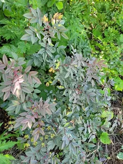 Redleaf rose (Rosa glauca) — bloom