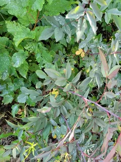 Redleaf rose (Rosa glauca) — fall color