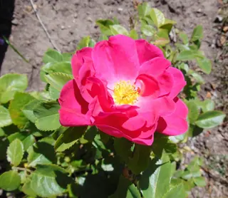John Cabot rose (Rosa 'John Cabot'), mature form