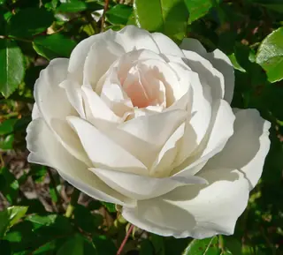 Iceberg rose