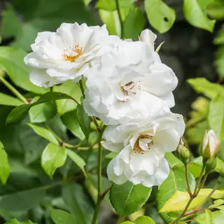 Iceberg rose (Rosa 'Korbin'), mature form