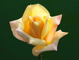 Peace rose
