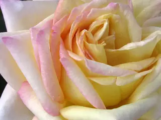 Peace rose (Rosa 'Madame A. Meilland'), mature form
