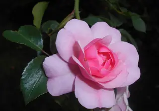 Bonica rose