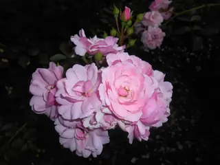Bonica rose (Rosa 'Meidomonac'), mature form