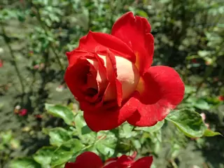 Mister Lincoln rose (Rosa 'Mister Lincoln'), mature form