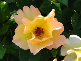 Morden Sunrise rose