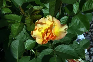 Morden Sunrise rose (Rosa 'Morden Sunrise'), mature form