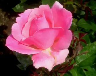 Queen Elizabeth rose