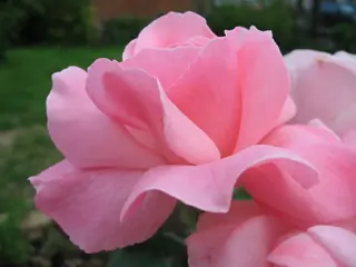 Queen Elizabeth rose (Rosa 'Queen Elizabeth'), mature form