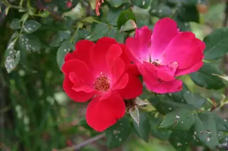 Knock Out rose