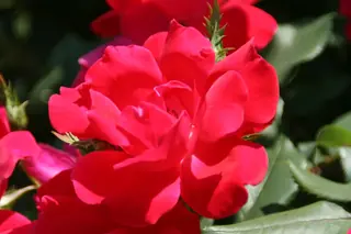 Knock Out rose (Rosa 'Radrazz'), mature form