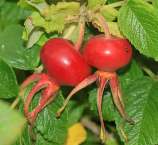 Rugosa / beach rose