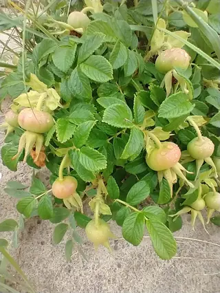 Rugosa / beach rose (Rosa rugosa) — mature form