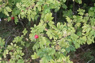 Rugosa / beach rose (Rosa rugosa) — foliage