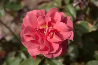 Cinco de Mayo rose