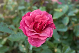 Cinco de Mayo rose (Rosa 'WEKcobeju'), mature form