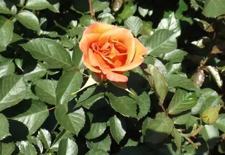 Pumpkin Patch rose (Rosa 'WEKnongros'), mature form