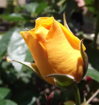 Julia Child rose