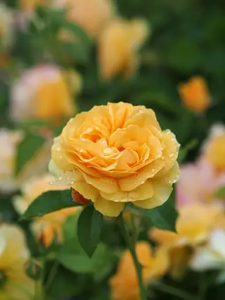 Julia Child rose (Rosa 'WEKvossutono'), mature form