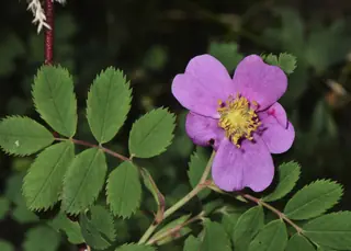 Wood's wild rose