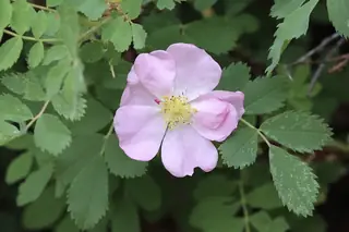 Wood's wild rose (Rosa woodsii) — mature form