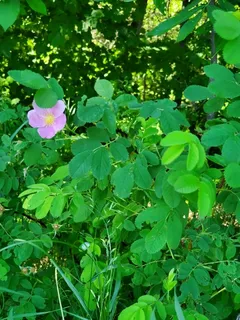 Wood's wild rose (Rosa woodsii) — foliage