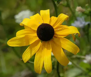 Black-eyed Susan