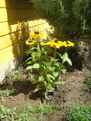 Black-eyed Susan (Rudbeckia hirta) — mature form