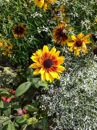 Black-eyed Susan (Rudbeckia hirta) — foliage