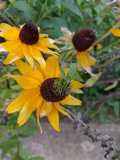Black-eyed Susan (Rudbeckia hirta) — bloom