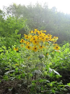Black-eyed Susan (Rudbeckia hirta) — fall color