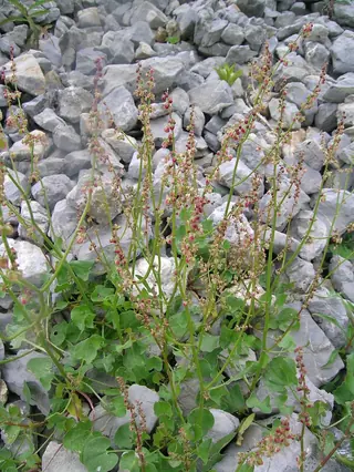 Silver Shield French Sorrel
