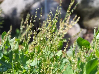 Silver Shield French Sorrel (Rumex scutatus 'Silver Shield') — mature form