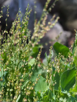 Silver Shield French Sorrel (Rumex scutatus 'Silver Shield') — foliage