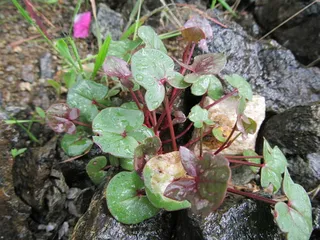 Silver Shield French Sorrel (Rumex scutatus 'Silver Shield') — bloom