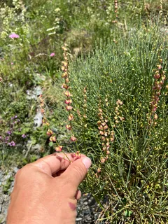 Silver Shield French Sorrel (Rumex scutatus 'Silver Shield') — fall color
